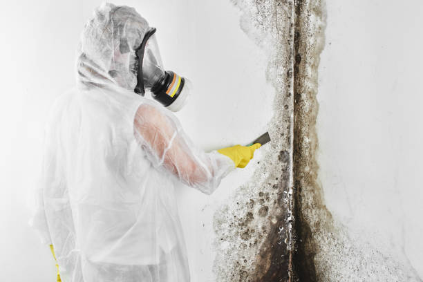 Best Mold Remediation  in Pittston, PA
