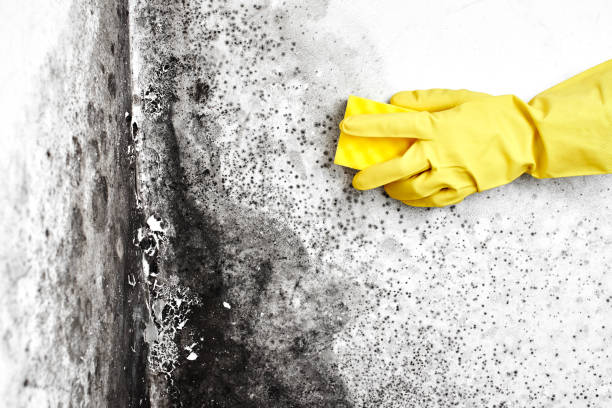 Best Mold Removal Company Near Me  in Pittston, PA