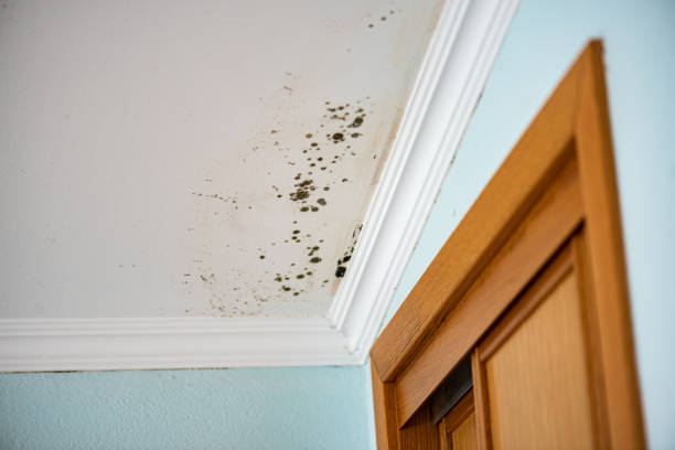 Best Mold Testing  in Pittston, PA