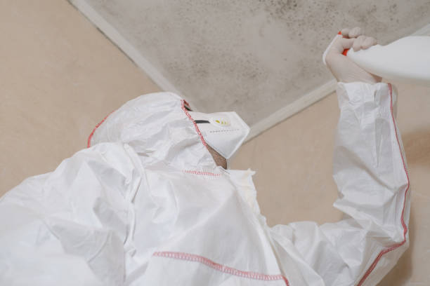 Best Best Mold Removal Companies  in Pittston, PA