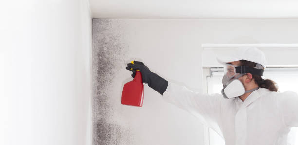Best Attic Mold Removal  in Pittston, PA