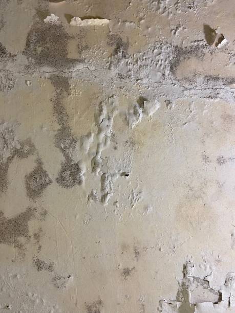 Best Crawl Space Mold Removal  in Pittston, PA