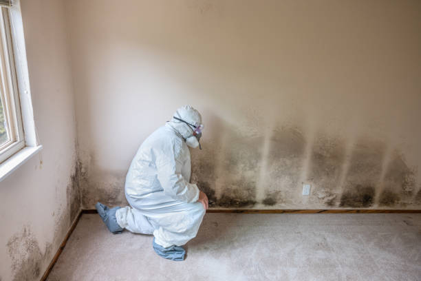 Best Black Mold Removal  in Pittston, PA