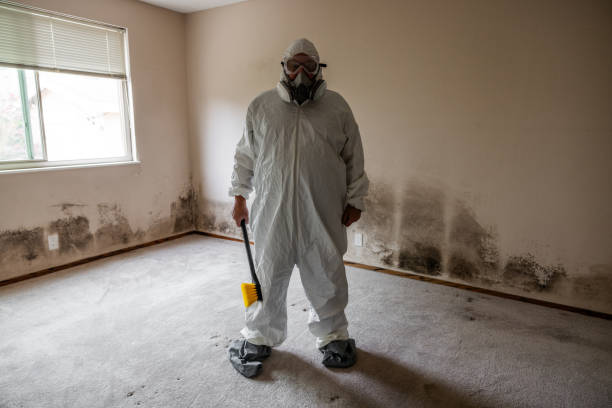 Reliable Pittston, PA Mold Removal Solutions