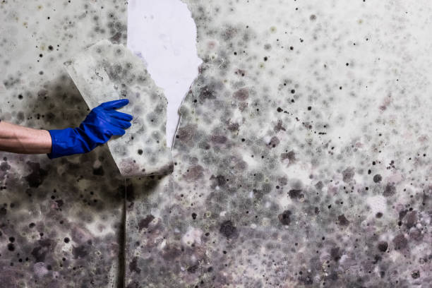 Best Toxic Mold Removal  in Pittston, PA