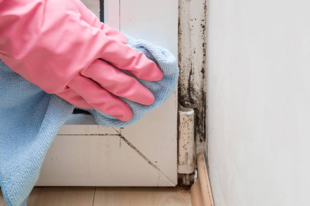 Best Water Damage Restoration  in Pittston, PA