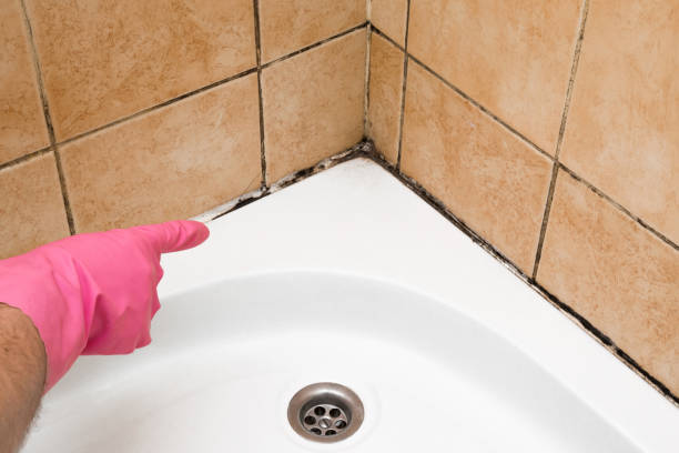 Best Local Mold Removal Service  in Pittston, PA